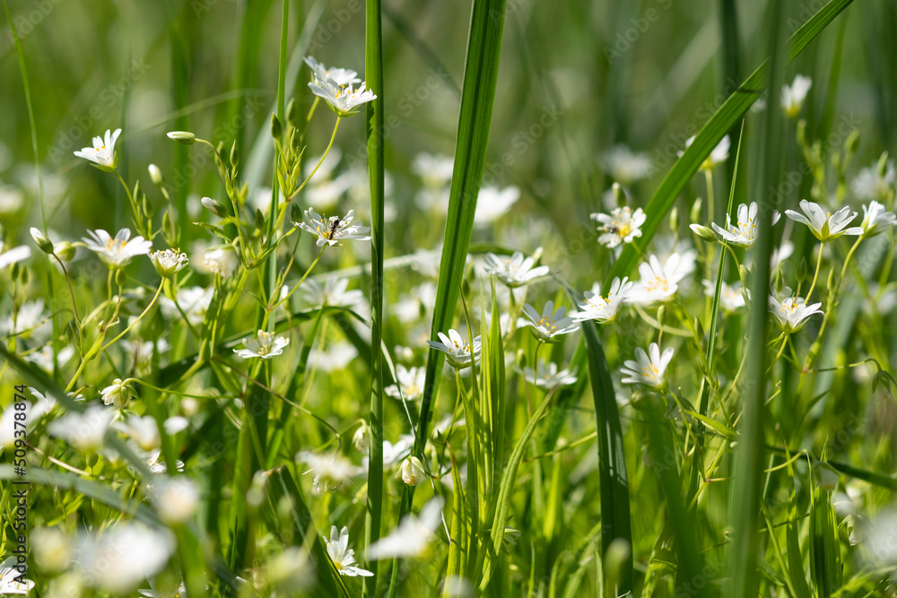Meadow flowers on green blurred background. White wild petals with fresh grass and herbs, summer and spring blooming field or forest. Sunny, romantic, juicy backdrop. Selective soft focus, space