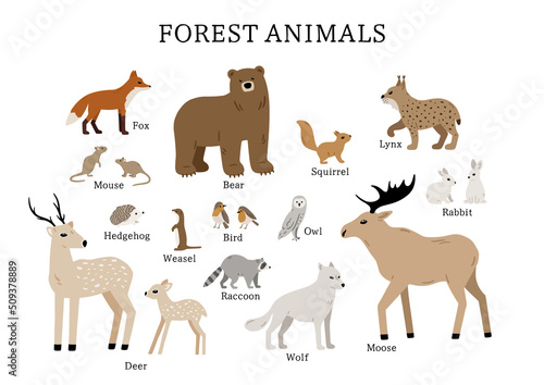 Hand drawn poster with forest animals: bear, deer, moose, raccoon, fox, wolf, squirrel, lynx, owl. Cute childish illustration with woodland animals for nursery design, baby apparel and prints
