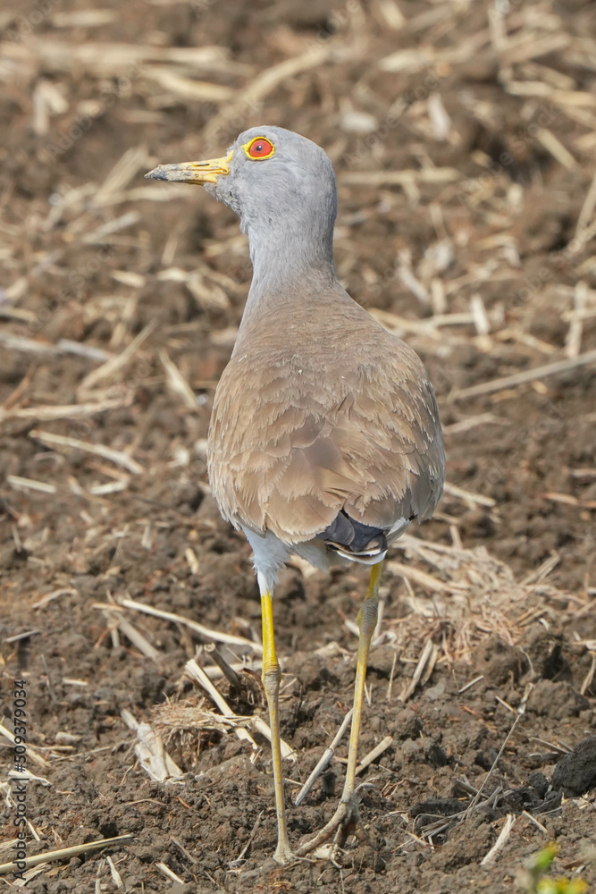 Obraz premium ケリ