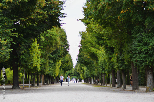 trees in the park 