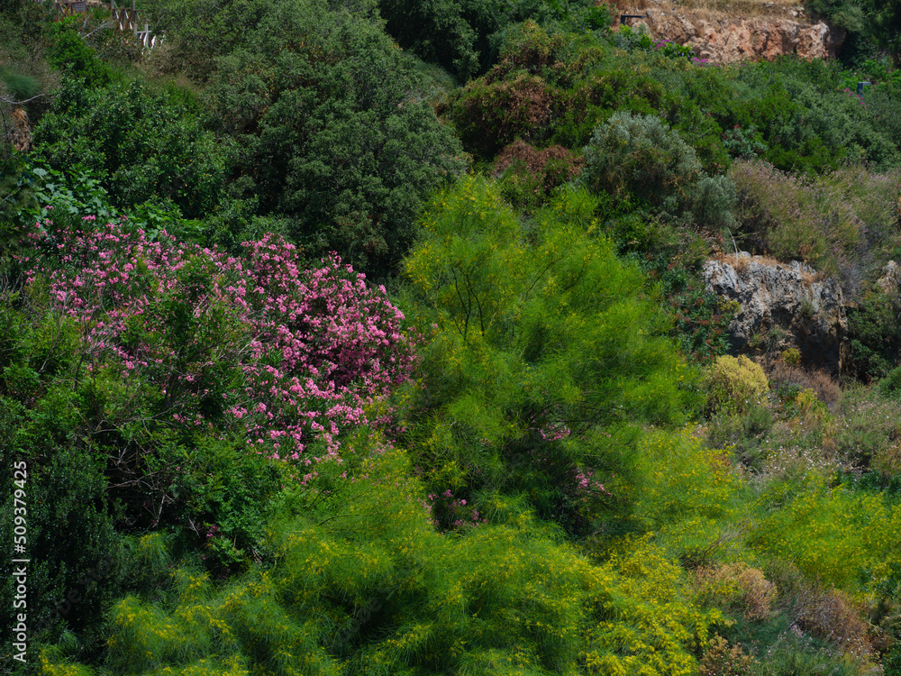 beautiful plants and flowers in the mountains