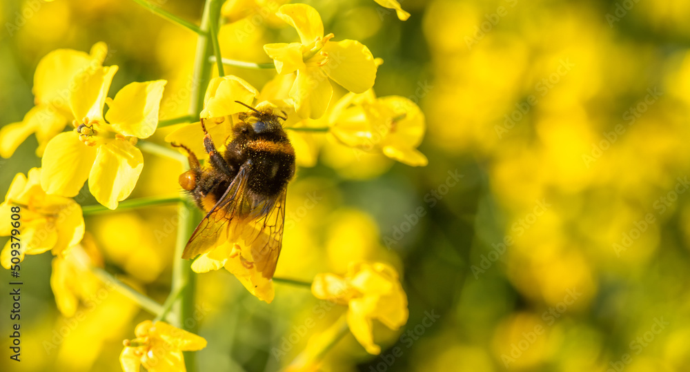 Bumblebee on a rapeseed flower. Collects nectar. Bumblebee on a rapeseed flower. Collects nectar.