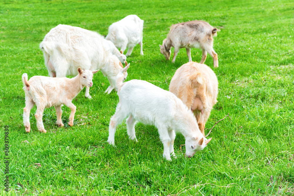White little goat with kid on green grass field White little goat with kid on green grass field