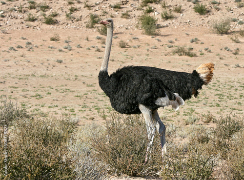 Male Ostrich in the Kgalagadi, South Africa