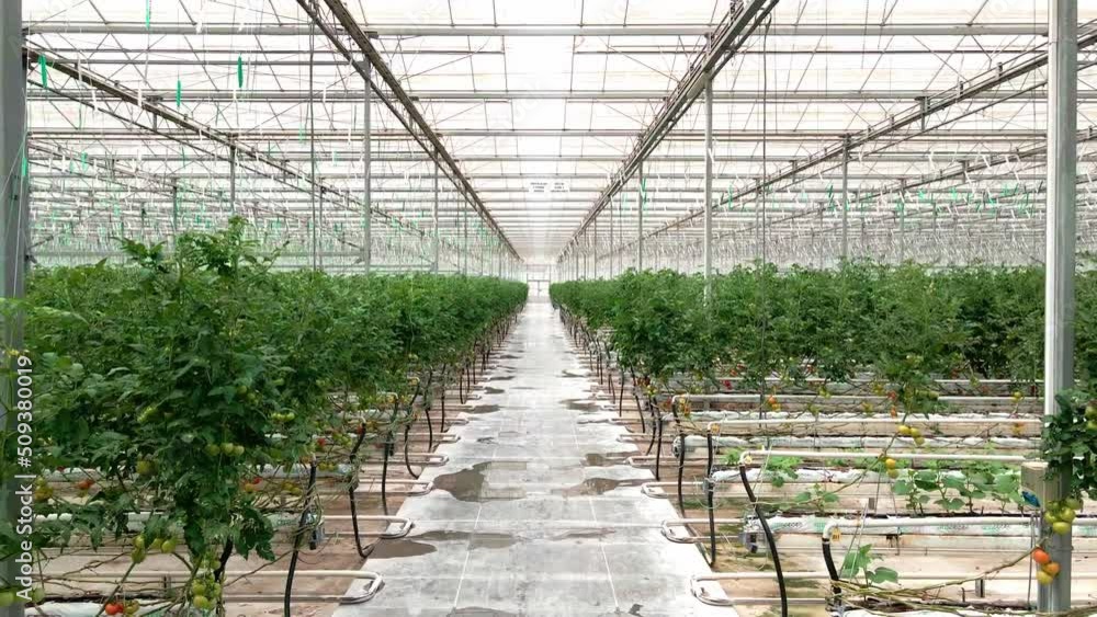 Two sections of rose beds in greenhouse. Aerial footage above growing tomato in the greenhouse with high tech technology. Two sections of rose beds in greenhouse. Aerial footage above growing tomato in the greenhouse with high tech technology.