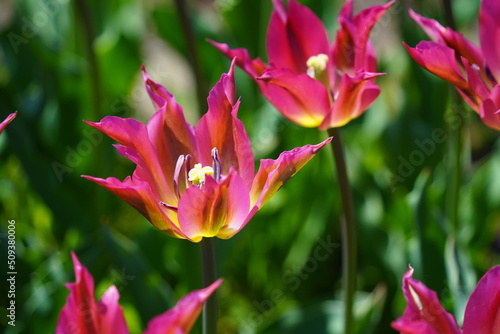 tulip	