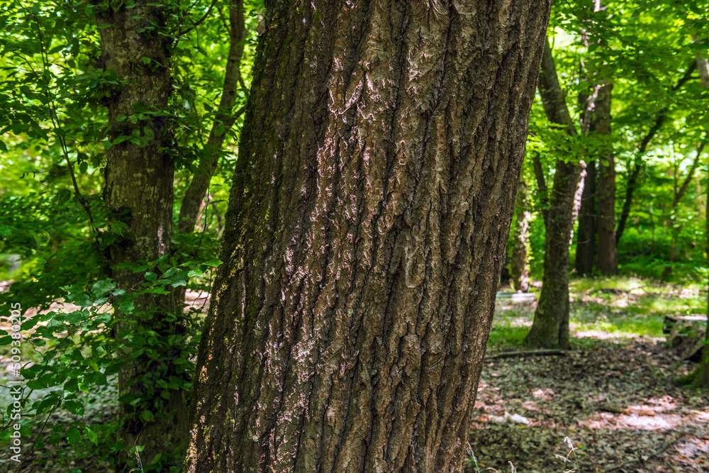 Naklejka premium Thick trunk of a perennial old tree