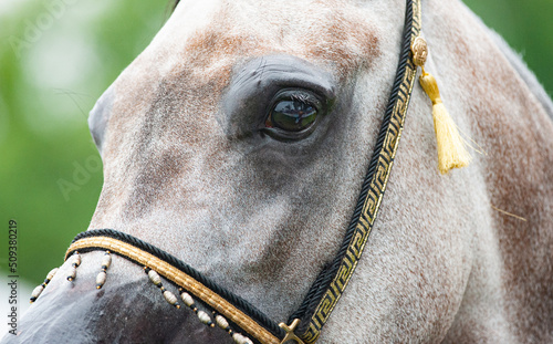 Obraz na płótnie Arabian horse portrait closeup w salonie