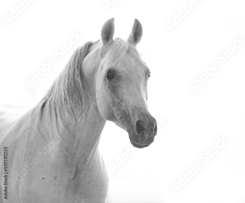 Beautiful snow white arabian horse