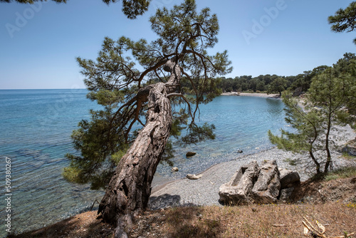 Mediterranean pine on shore