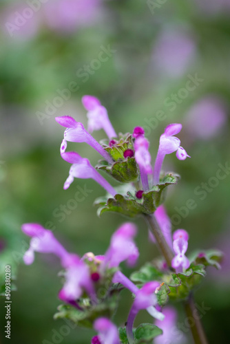 Wallpaper Mural ホトケノザ Torontodigital.ca