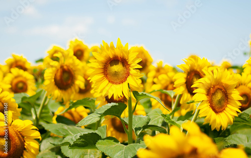Fototapeta Naklejka Na Ścianę i Meble -  bright yellow unripe sunflowers under the bright sun harvest and sunflower oil