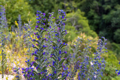 Flowers of Echium vulgare — known as viper's bugloss and blueweed on the grassland photo