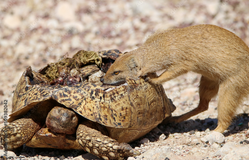 Yellow Mongoose feeding from a dead Leopard Tortoise, Kgalagadi, South Africa Yellow Mongoose feeding from a dead Leopard Tortoise, Kgalagadi, South Africa