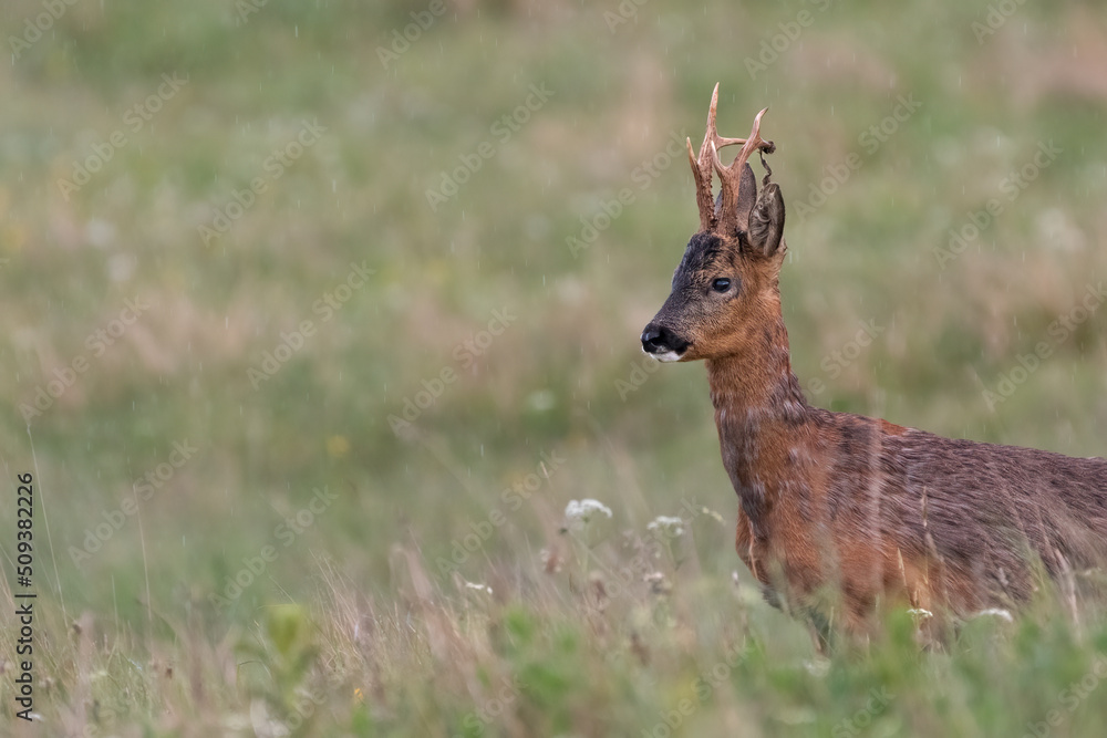 Male roe deer (Capreolus capreolus) standing in a field in the rain. Male roe deer (Capreolus capreolus) standing in a field in the rain.