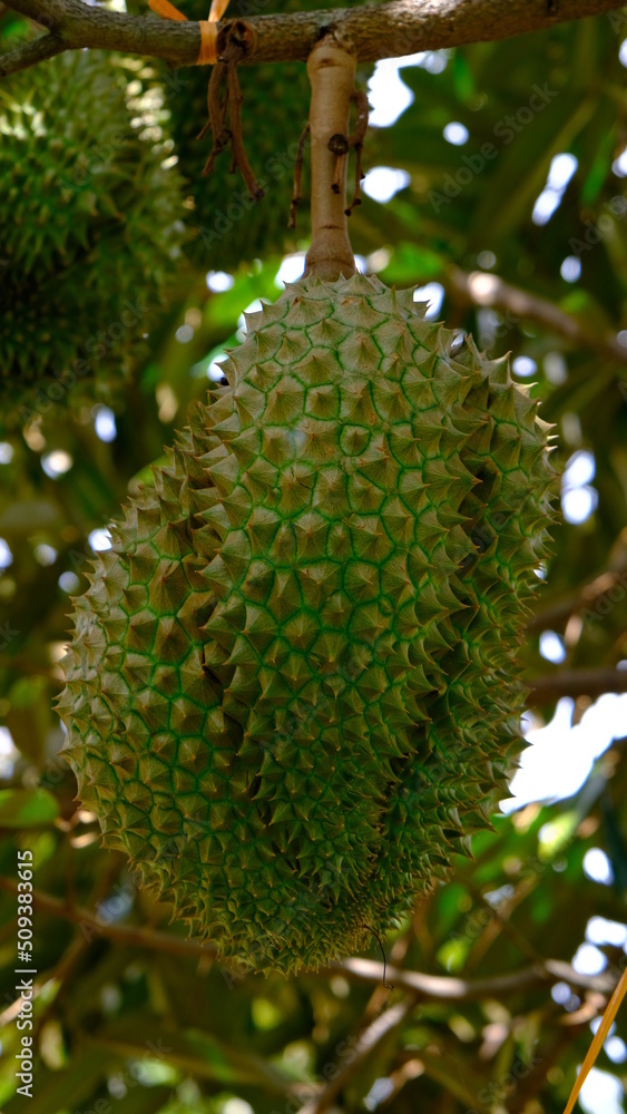 Bunch of fresh durian on tree at durian orchard.(King of fruit). Bunch of fresh durian on tree at durian orchard.(King of fruit).