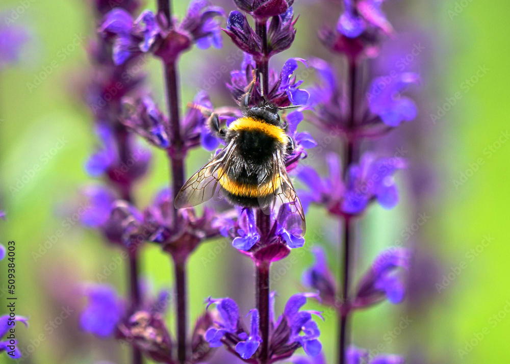 bee on lavender bee on lavender