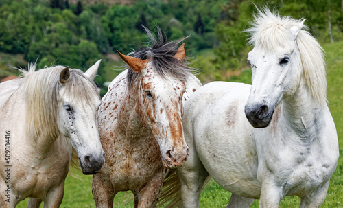 couple de chevaux