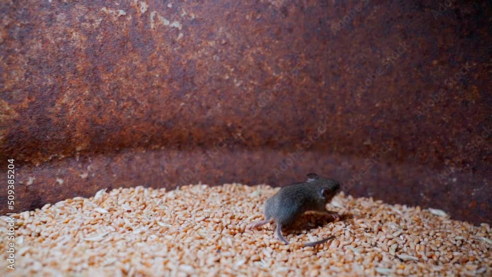 Mice run around in a wheat storage barrel. Grain warehouse with rodents