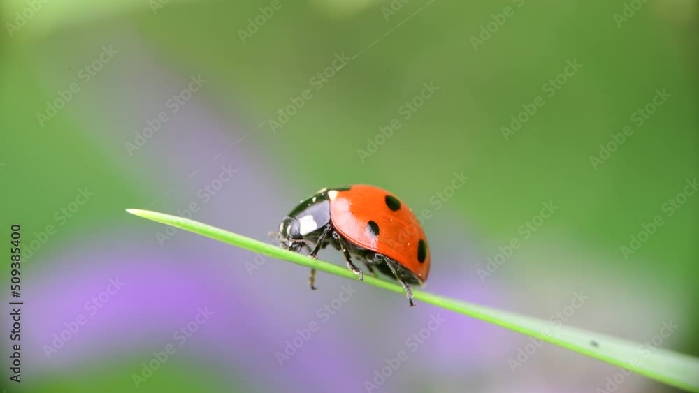 Nice close up shot of ladybug sitting on green grass with bokeh, macro collection, summer time insects and nature Nice close up shot of ladybug sitting on green grass with bokeh, macro collection, summer time insects and nature