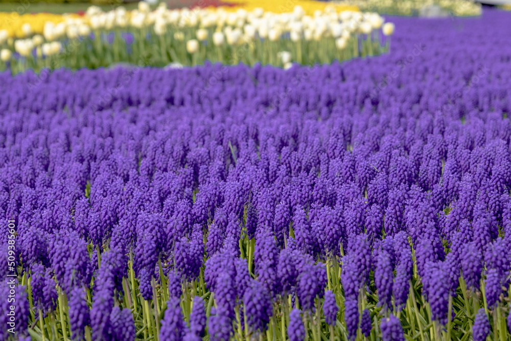 Obraz premium Hyacinths blooming in the garden in spring. Selective focus purple hyacinth garden. Defocused.