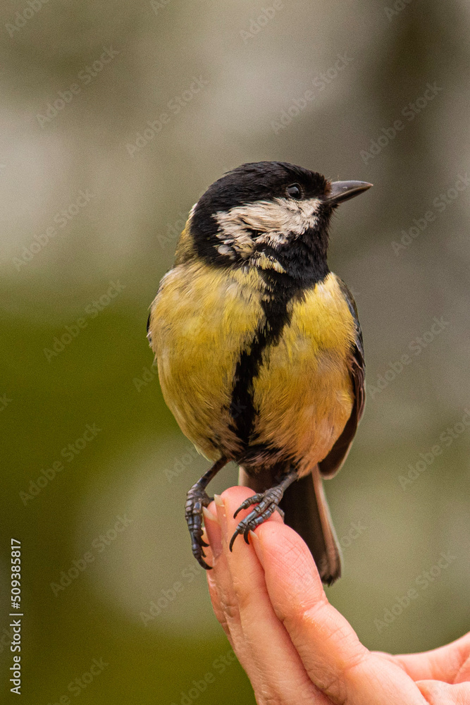 Fototapeta premium great tit in hand