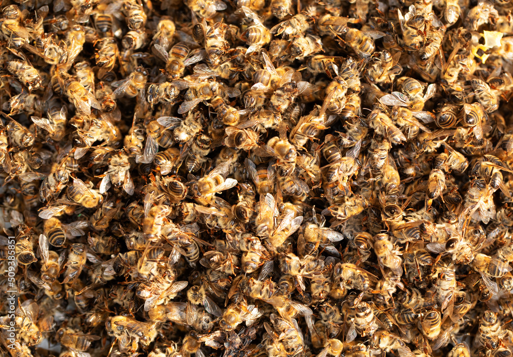 Dead bees poisoned or killed by bad weather. Dead bees poisoned or killed by bad weather.
