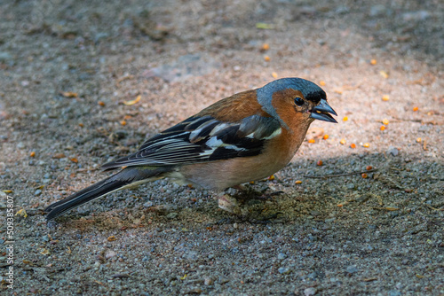 eating chaffinch