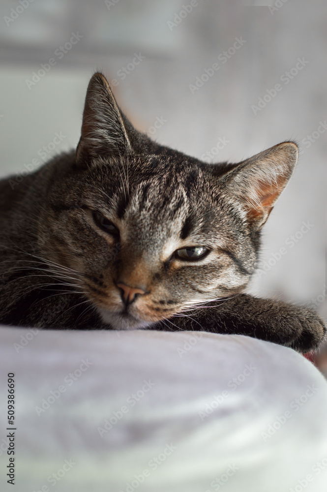 Portrait of a beautiful cat on a gray background. vertical photo