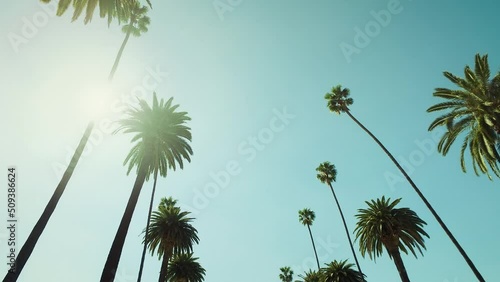 Palm trees against a summer sky. Driving through Beverly Drive. Los Angeles, California. United states. Tropical Vacation