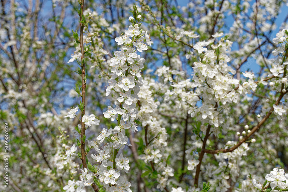 full frame blooming plum tree branches on a spring day in front of the blue sky full frame blooming plum tree branches on a spring day in front of the blue sky