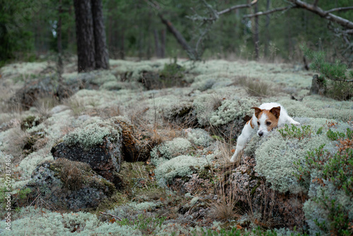 dog in the forest on a mossy stone. Walking with a pet. Jack Russell Terrier in a beautiful landscape