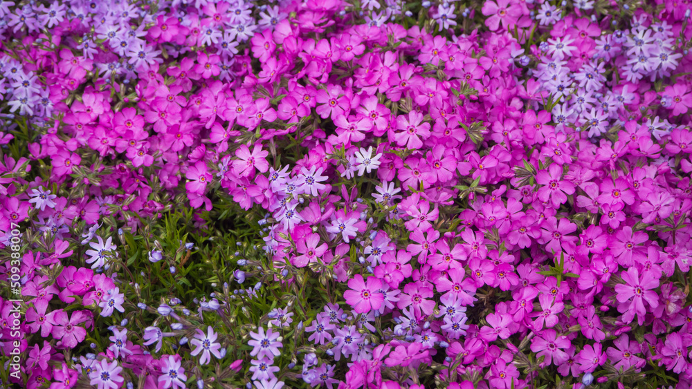 Beautiful fresh flowers on a flower bed-floral background. Beautiful spring blooming phlox flowers