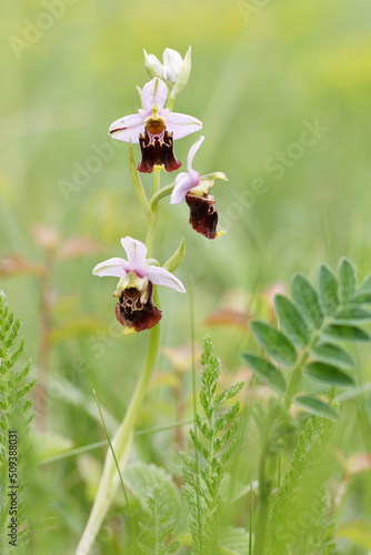 Photography ophrys bourdon