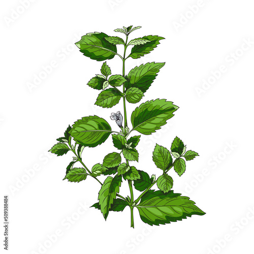 Melissa cooking and medicinal plant vintage colored vector illustration isolated.
