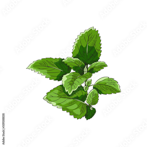 Fresh branch of melissa or lemon balm herb, sketch vector illustration isolated.