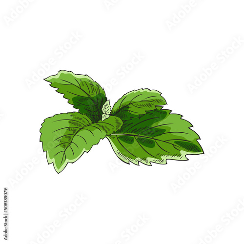 Mint or melissa aromatic herb leaf, sketch colored vector illustration isolated.