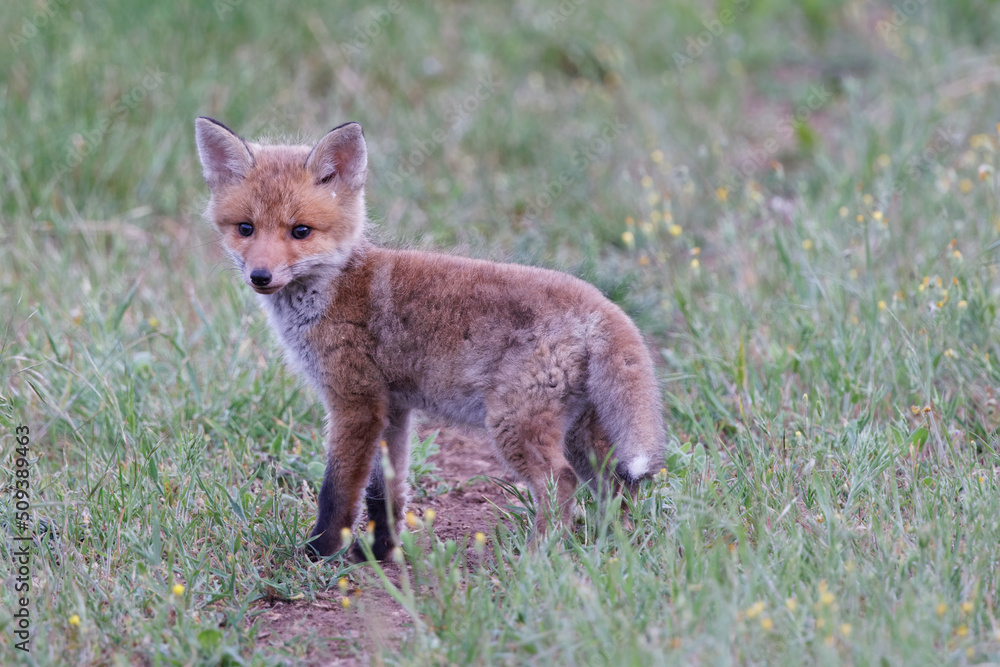 Fototapeta premium renardeau