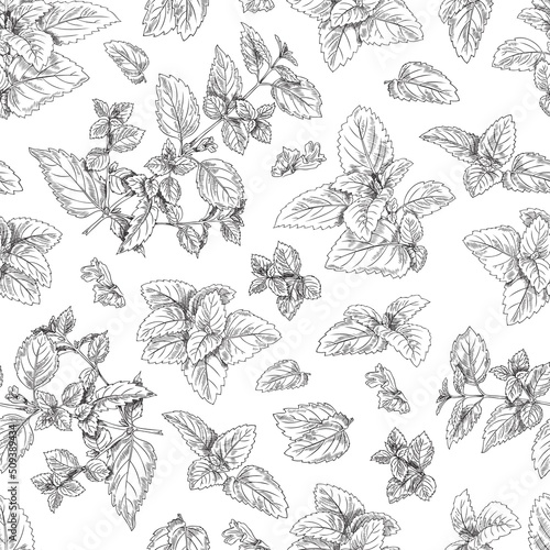 Melissa leaves and branches hand drawn seamless pattern, sketch vector illustration on white background.