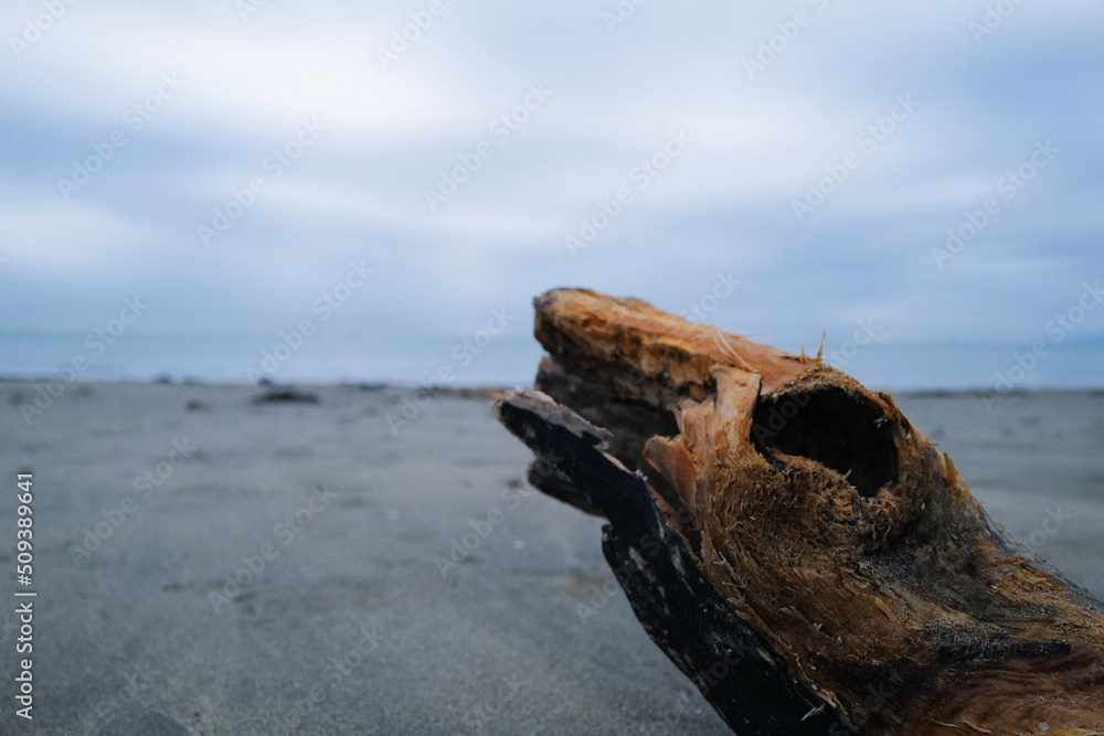 Decaying wood on the beach