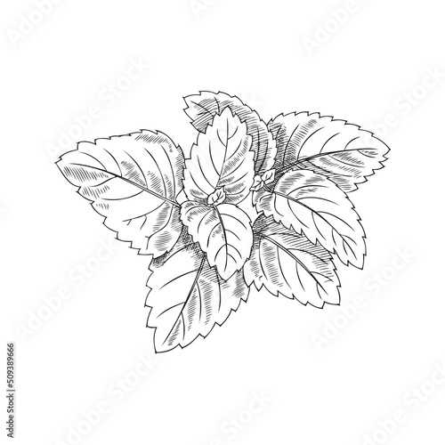 Melissa or peppermint vintage hand drawn sketch vector illustration isolated.