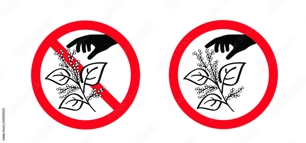 Stop don't pick or pluck the Fallopia japonica or Polygonaceae, Asian,or Japanese knotweed. Medicinal plant logo or pictogram Cartoon vector plucking icon or symbol. Plant with leaves and flower Stop don't pick or pluck the Fallopia japonica or Polygonaceae, Asian,or Japanese knotweed. Medicinal plant logo or pictogram Cartoon vector plucking icon or symbol. Plant with leaves and flower