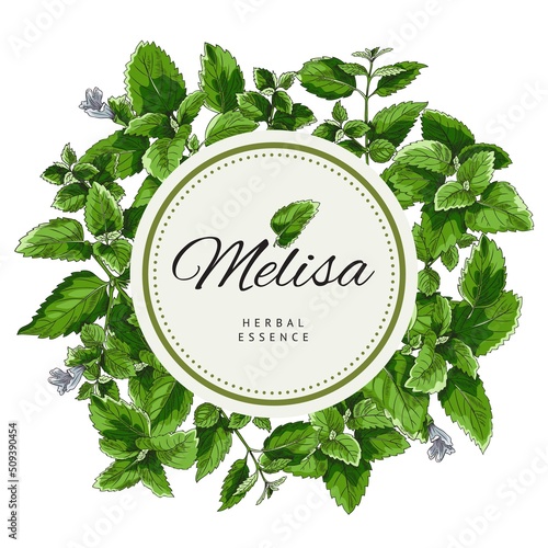 Melissa or lemon balm frame background, hand drawn vector illustration isolated.