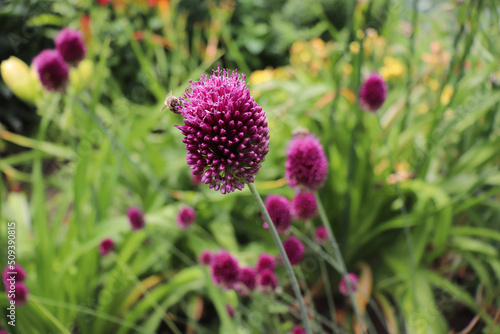 Allium Drumstick, also known as sphaerocephalon, produces two-toned, Burgundy-Green flower heads. The flowers open green, then start to turn purple. Amaryllidaceae family.