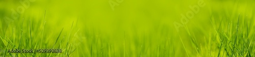 Macro grass in gentle focus. Blurred background of green forest. Abstract beautiful backdrop for text or advertising. Morning sun in the meadow