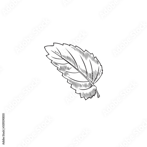 Melissa or lemon balm, peppermint leaf sketch vector illustration isolated.
