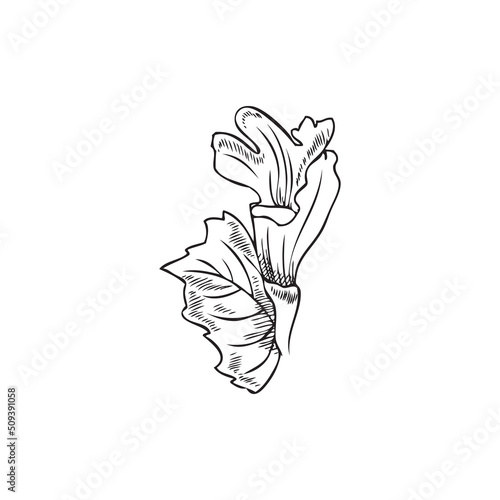 Melissa or lemon balm herbs with leaves  sketch vector illustration isolated on white background.