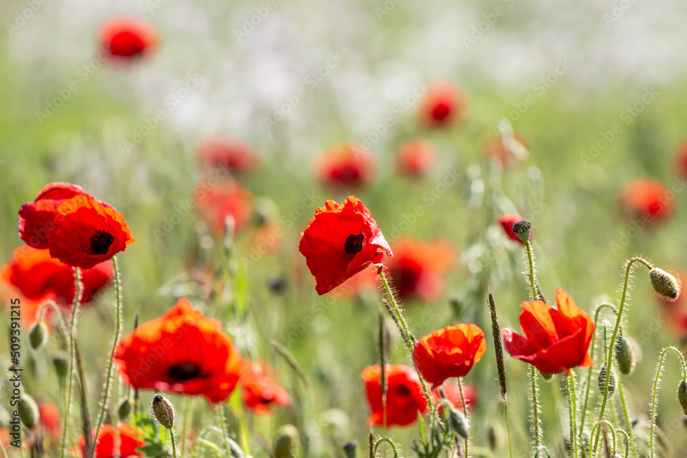 Fototapeta premium Poppies in the Sputh Downs on a sunny early summer day