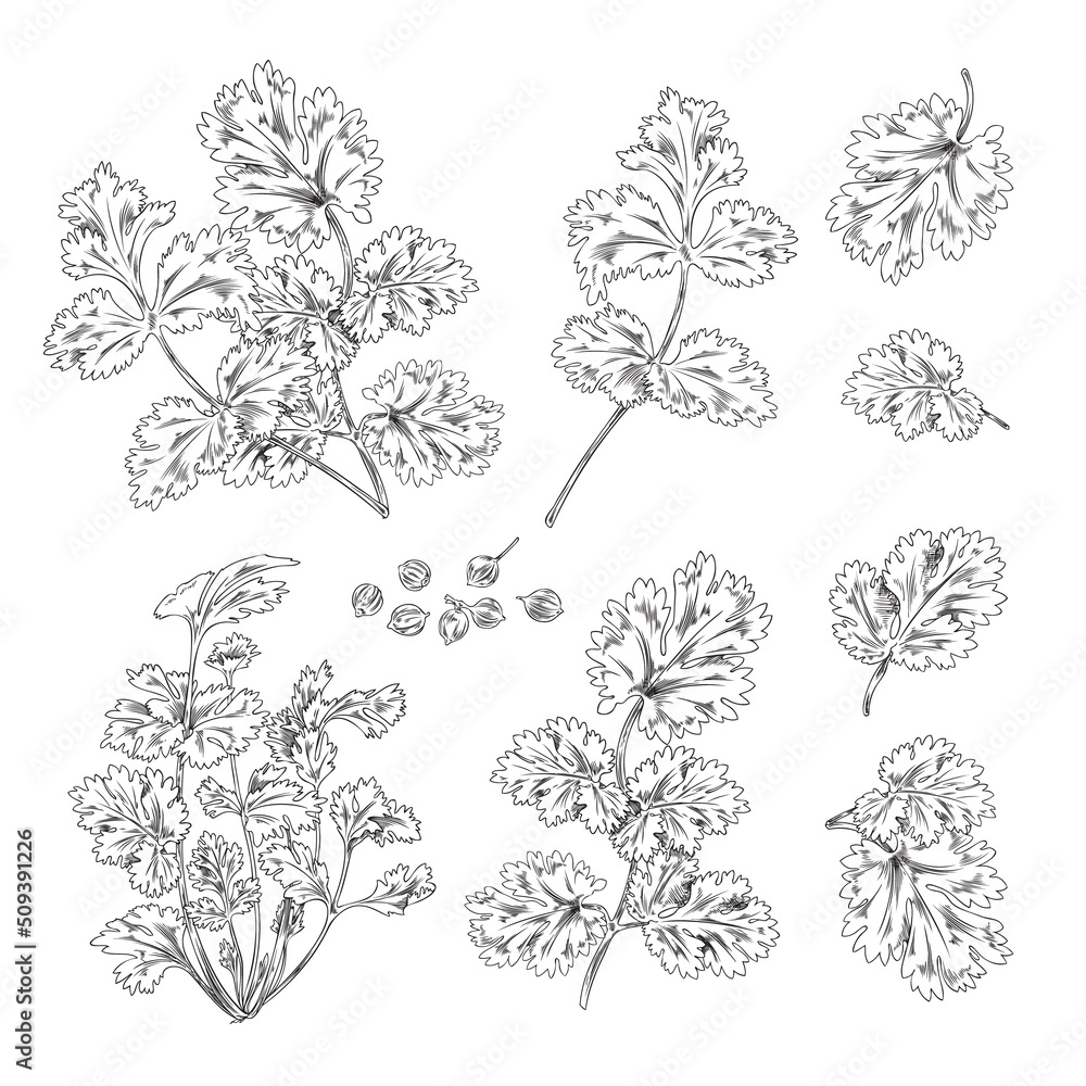 Hand drawn coriander leaves, branches and seeds - flat vector illustration isolated on white background.