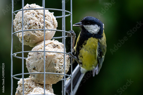 Photos A Great Tit feeding on suet balls in springtime